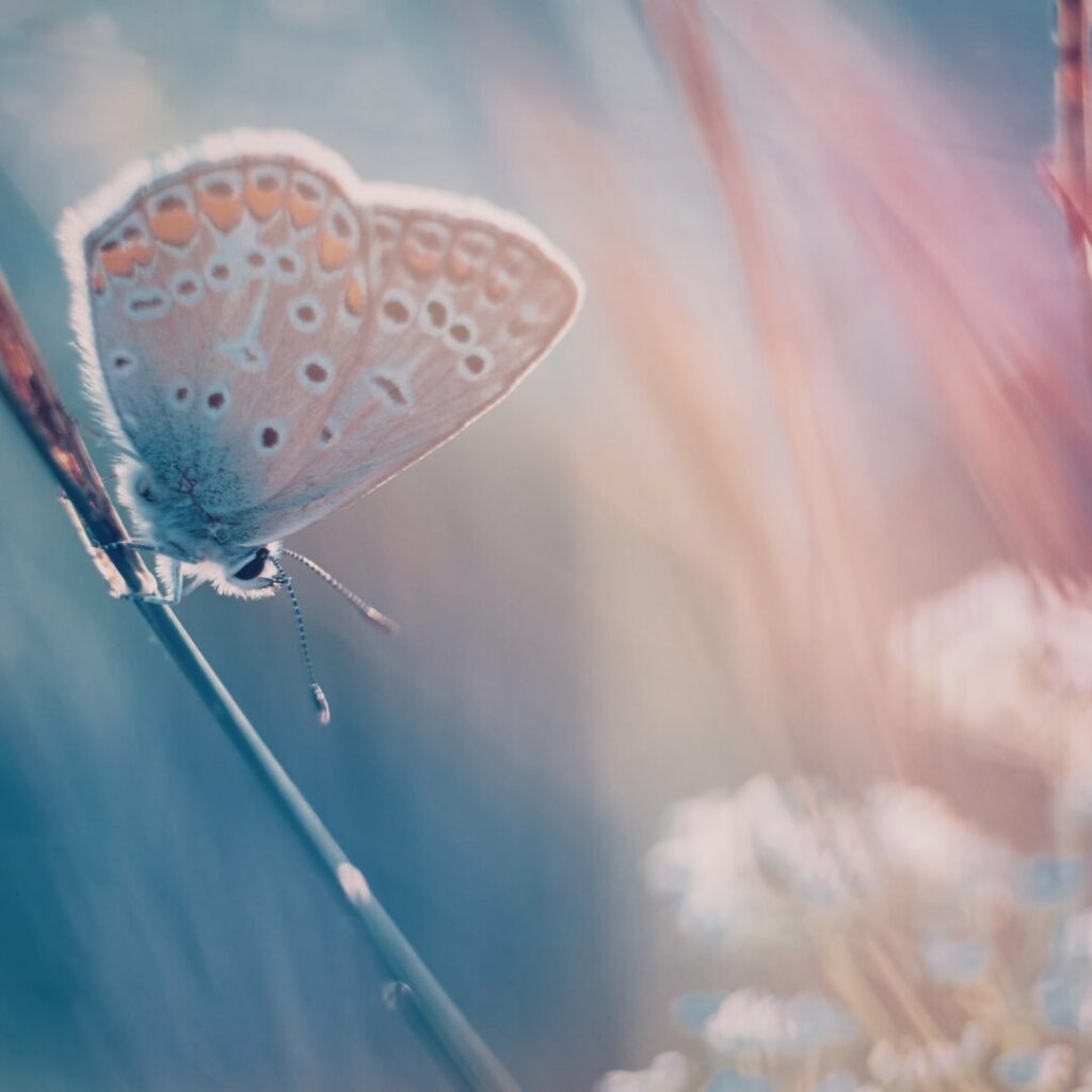 Transformation Schmetterling Erkenntnis