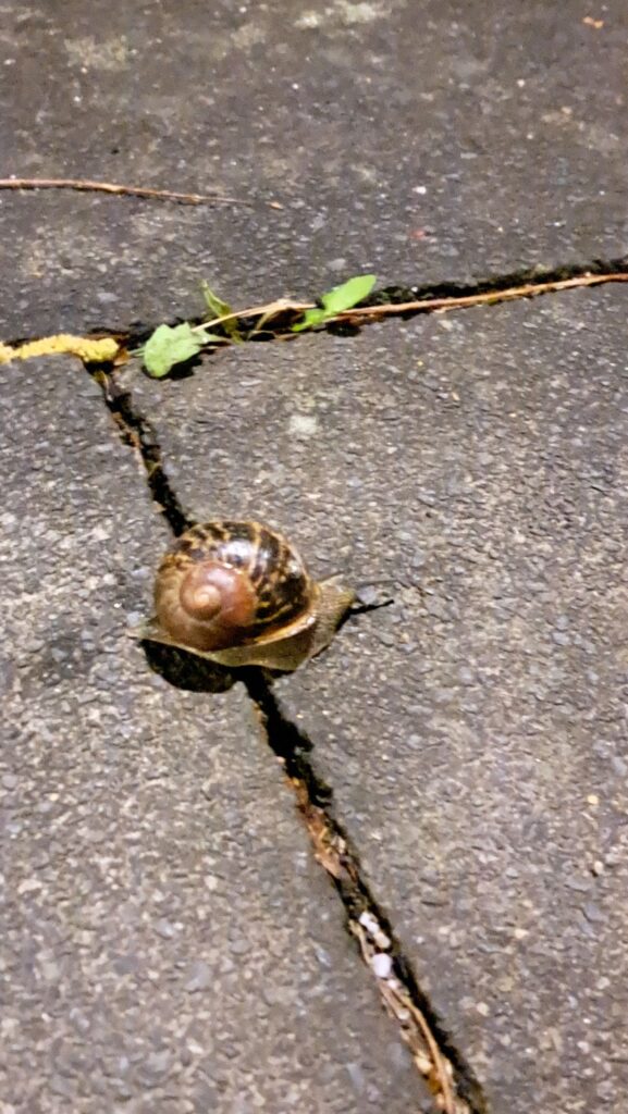Schnecke Nacht