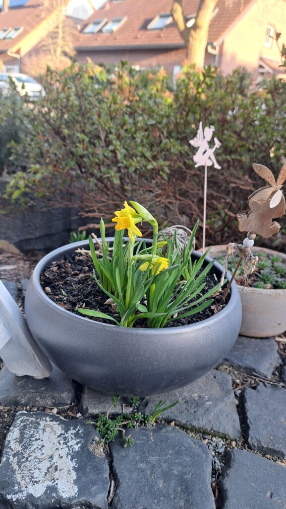 Die ersten Osterglöckchen