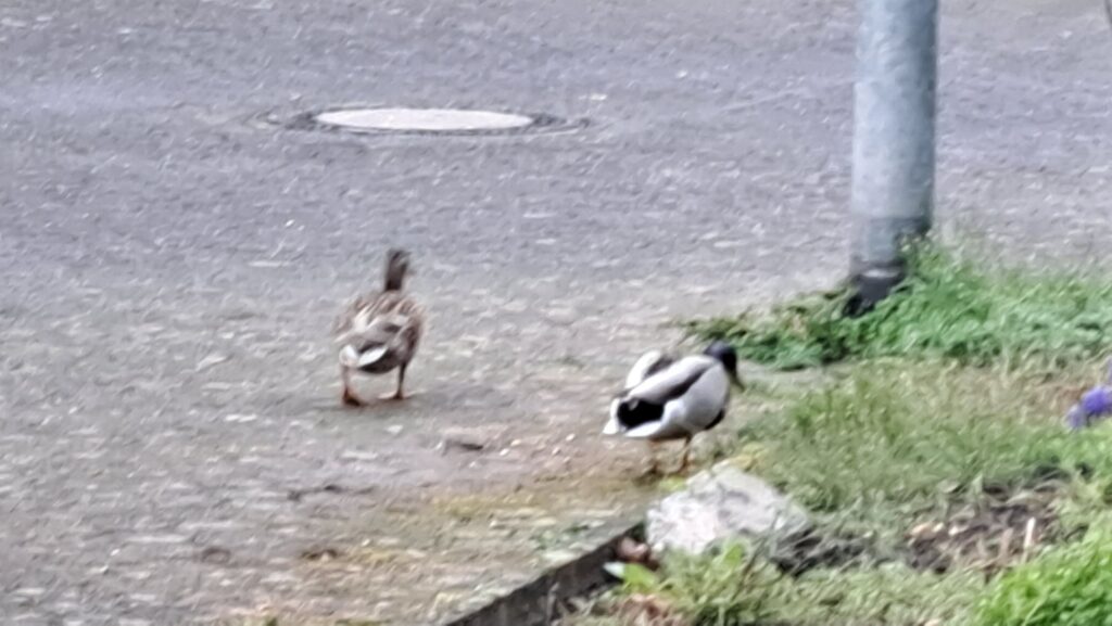 Enten