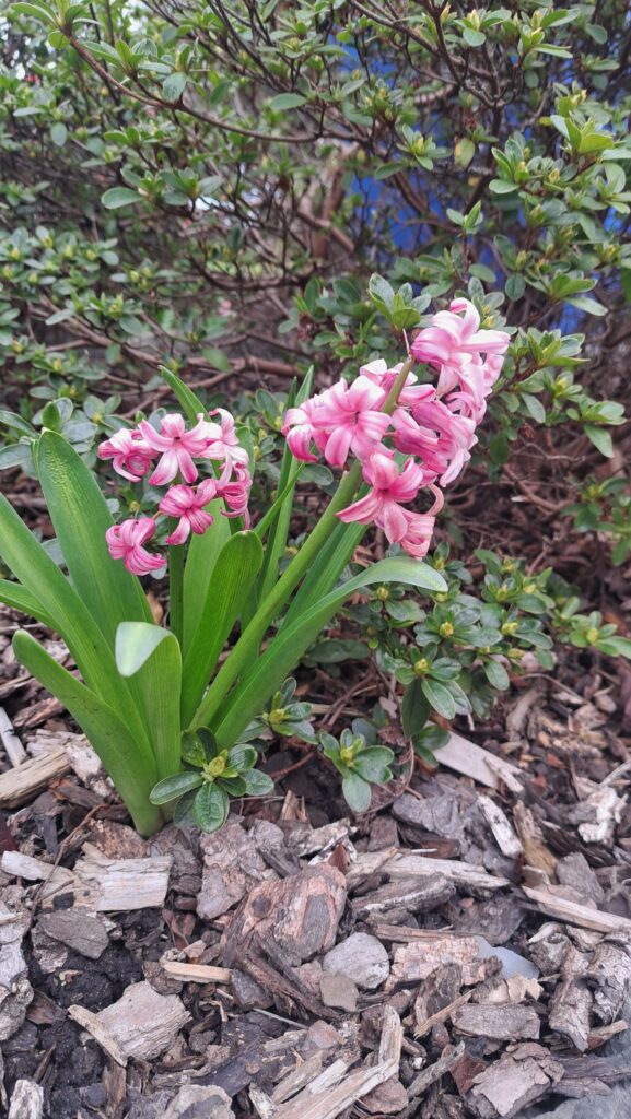 Frühlingsblumen Blumen Hyazinthe Frühling