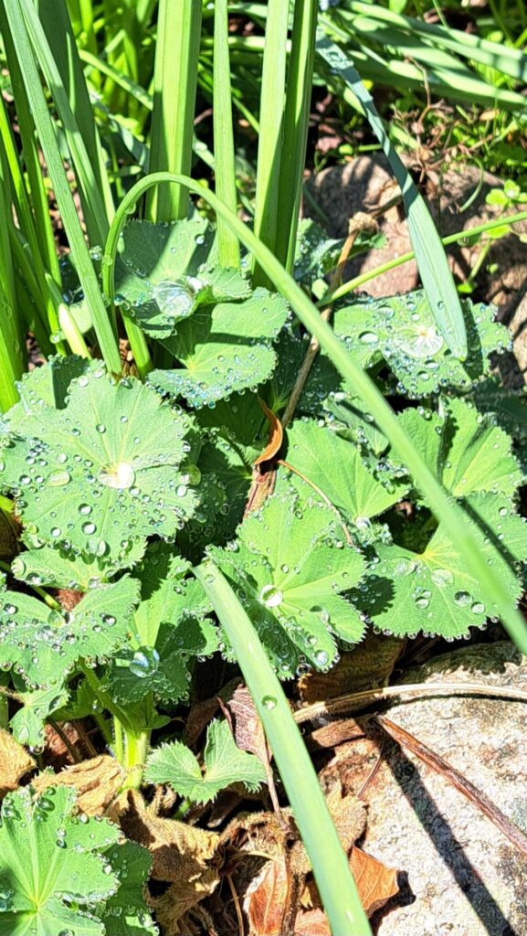 Frauenmantel Morgentau Frühling
