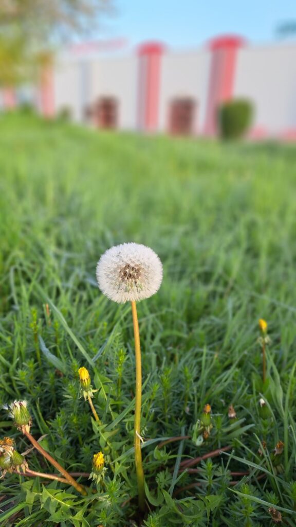 Pusteblume
