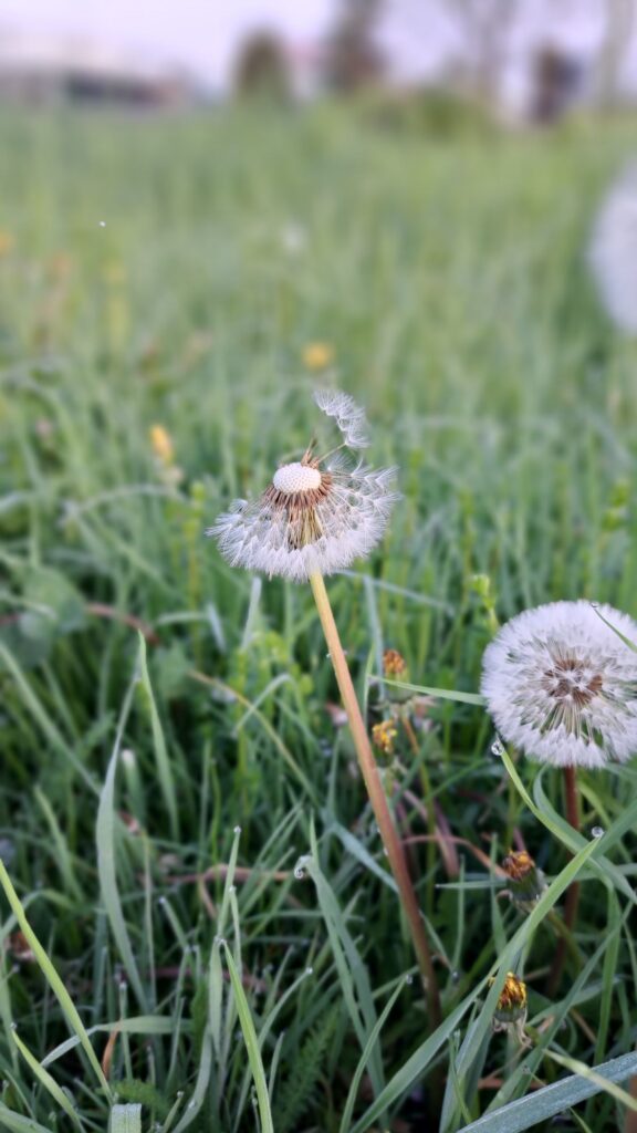 Pusteblume Löwenzahn