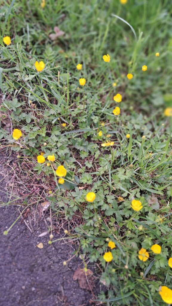 Butterblumen
