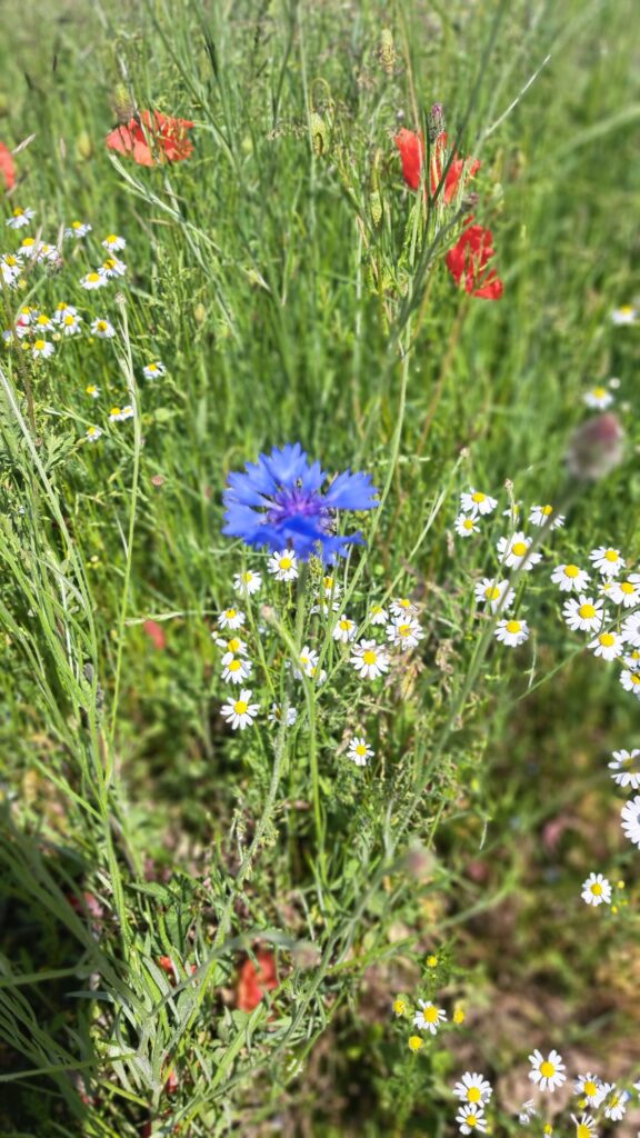 Blumenwiese