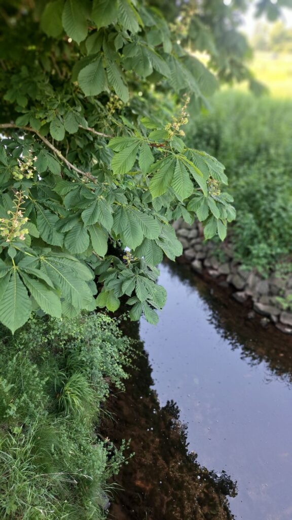 Fluss