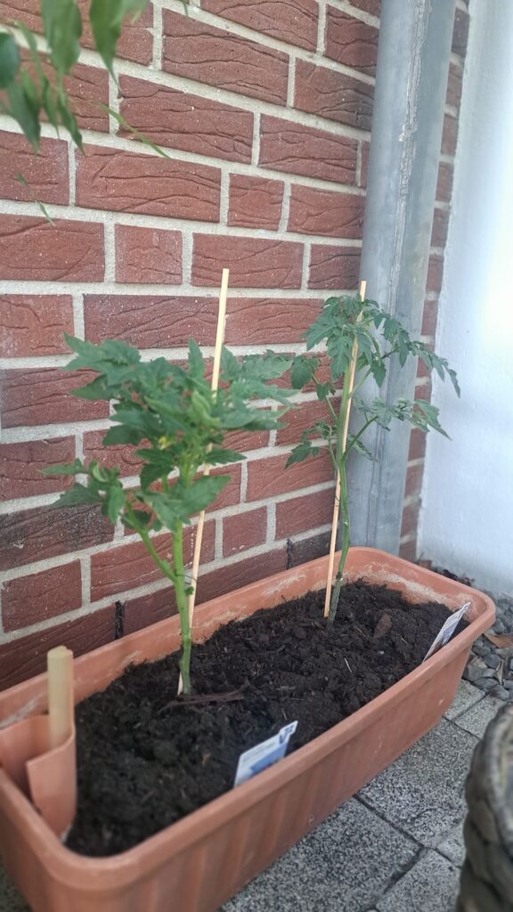Tomaten