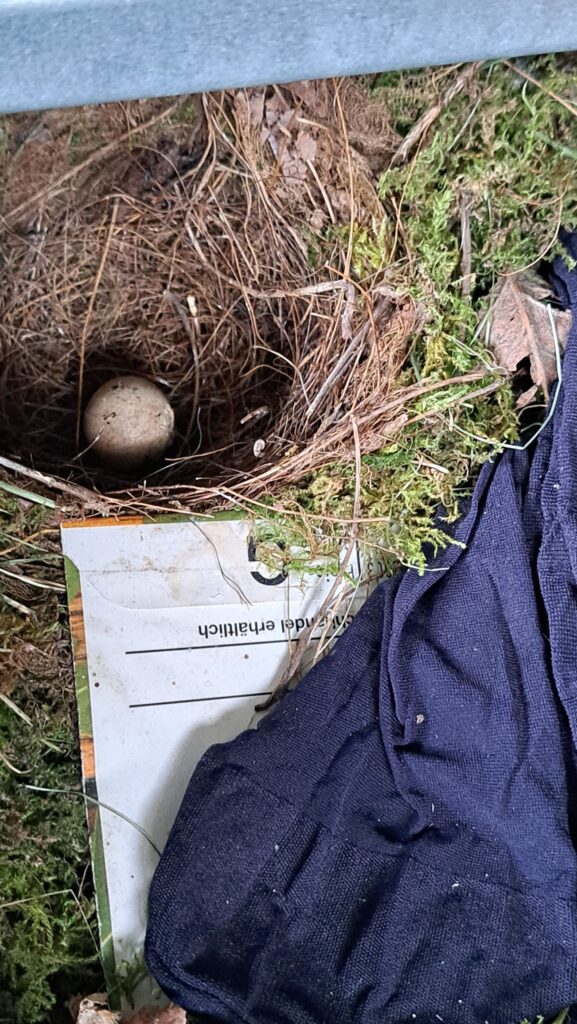 Nest Rotkehlchen