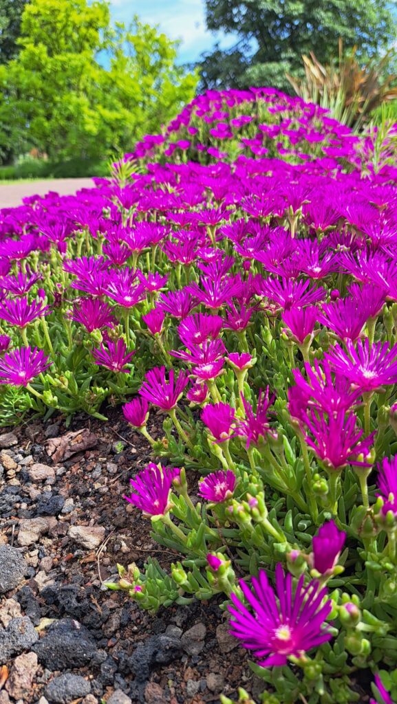 Pinke Blumen