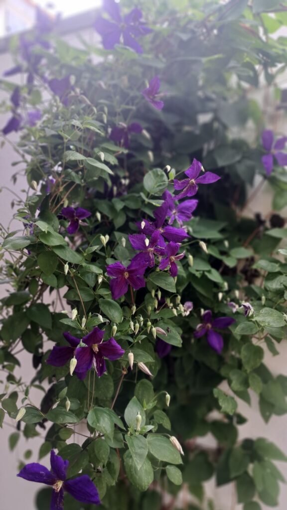 Clematis Blumen Natur