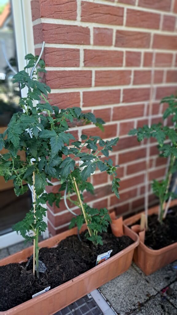Tomaten wachsen