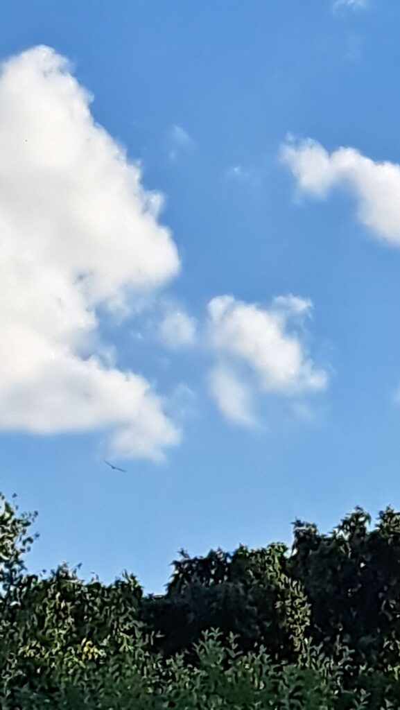 Adler Himmel Fliegen