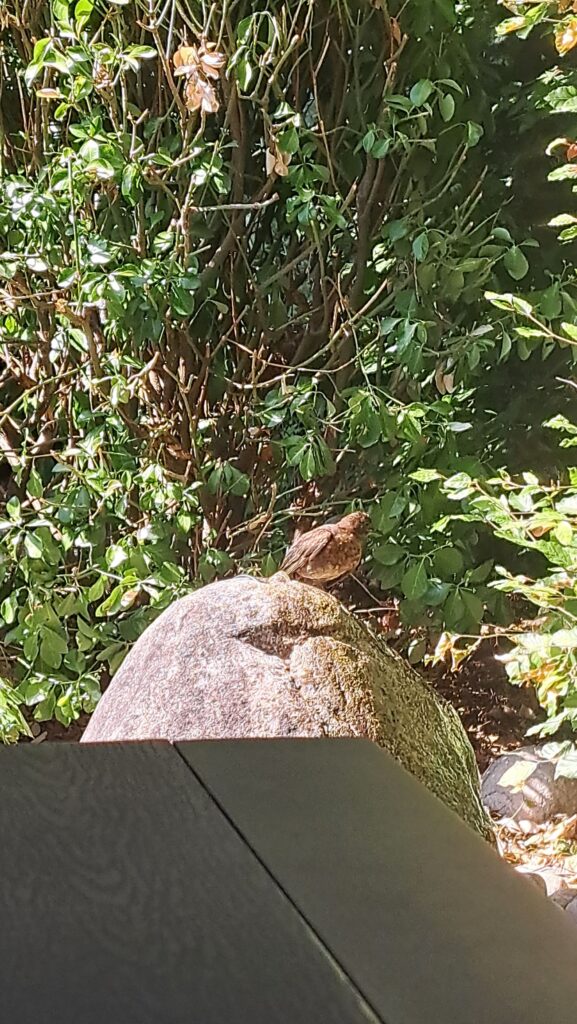 Garten Vogel