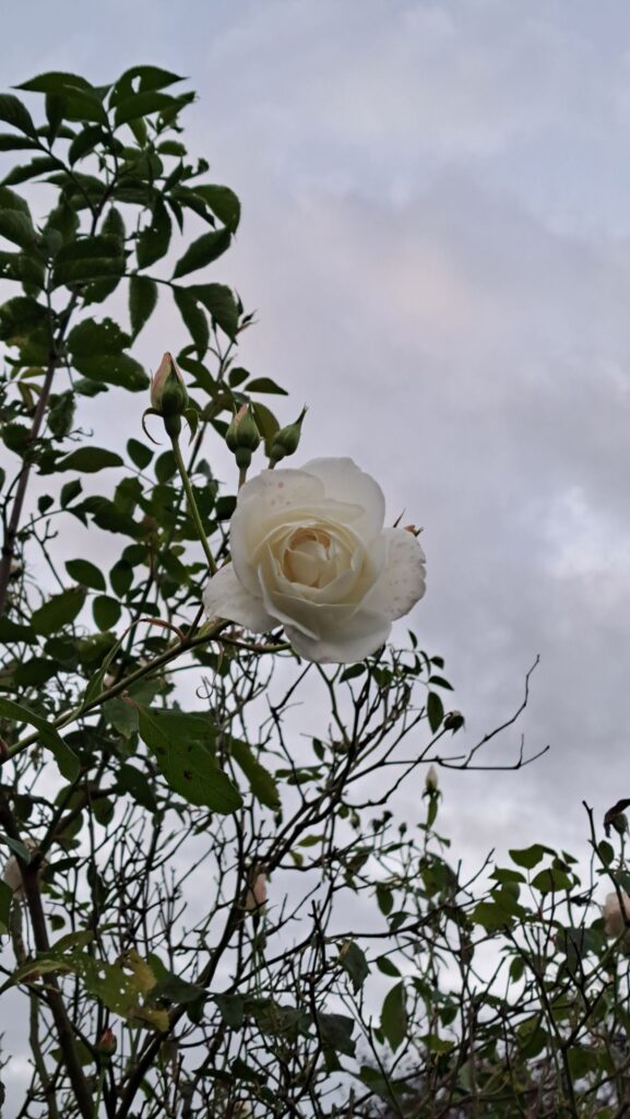 Rose weiß