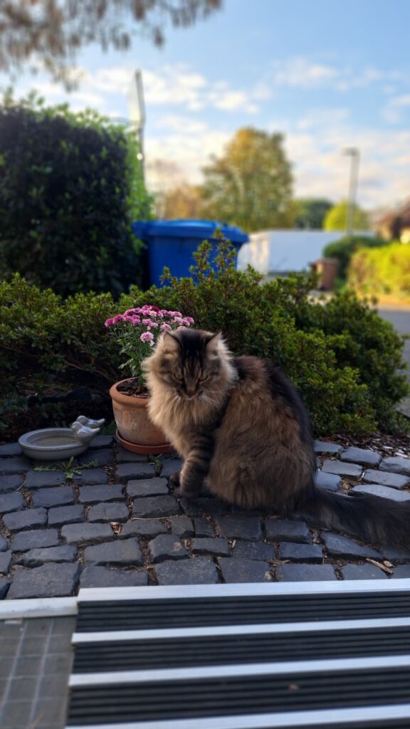 Kater Barney im Garten