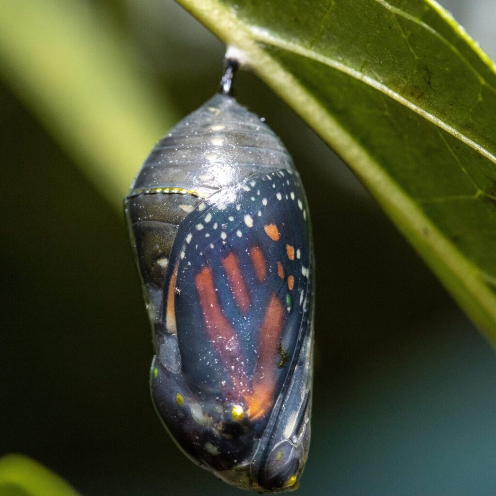 Raupe Kokon Verpuppung Puppe