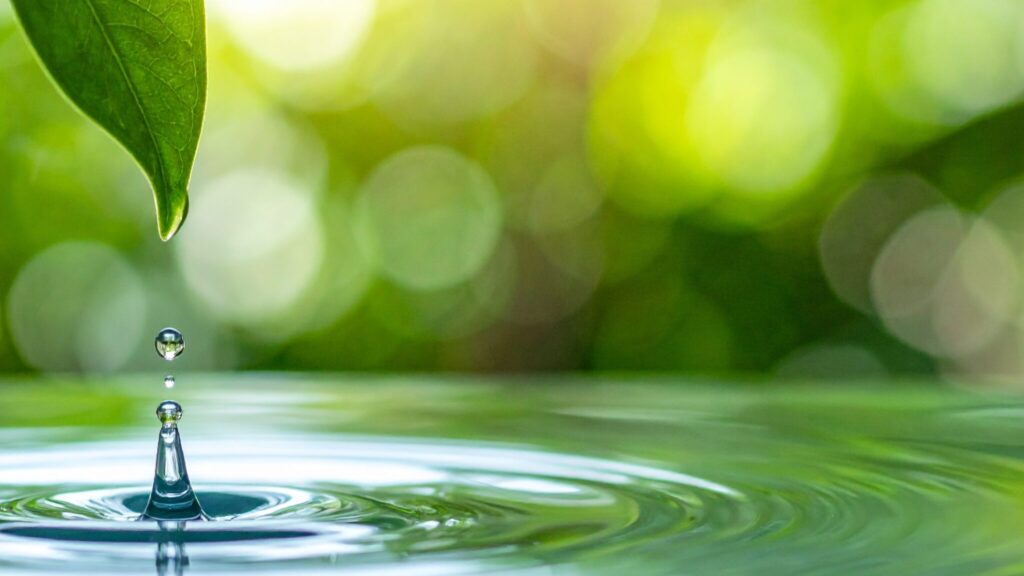 Frühjahr Tropfen Wasser Frühling