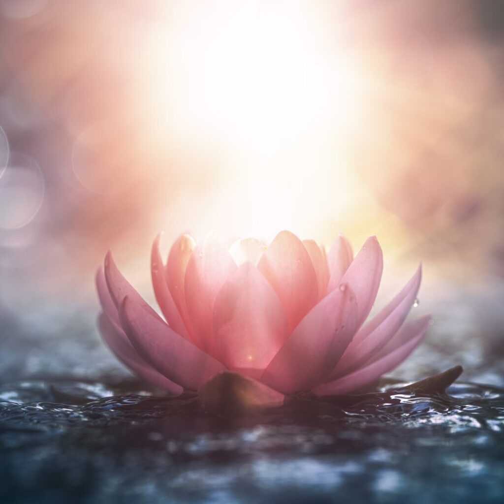 Entwicklung Potential Raum Energie Seerose