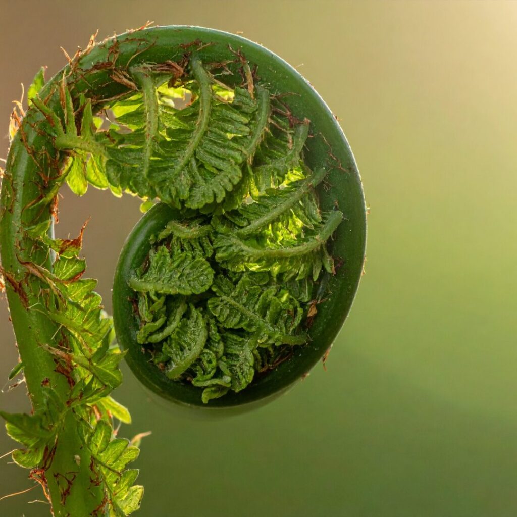 Bewusstwerdung Spirale Versenkung Rückverbindung