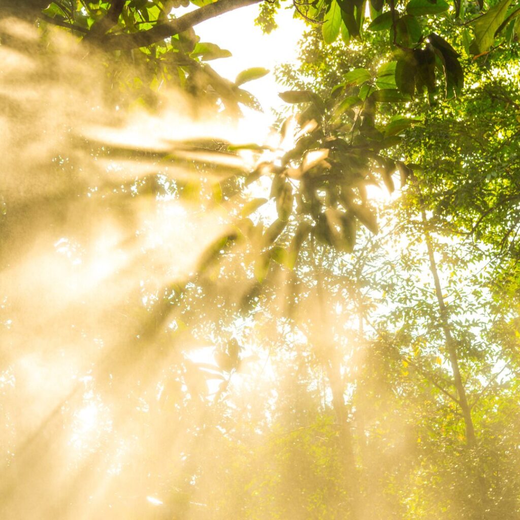 spirituelles Ankommen Baum Licht Transparenz Sichtbarkeit