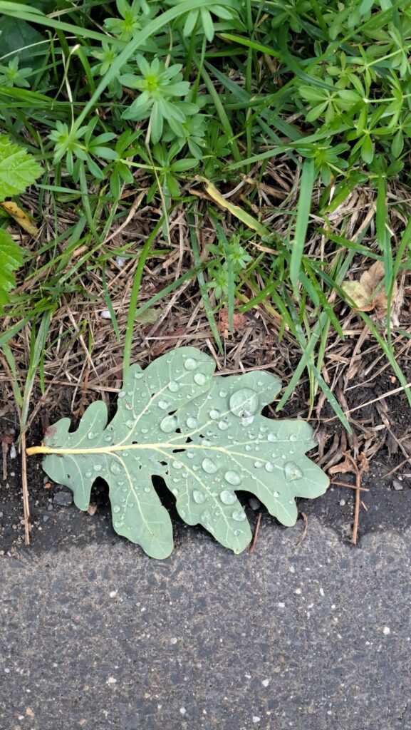 Blatt Tautropfen Natur Herbst