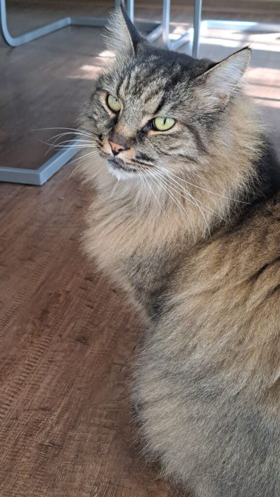 Katze