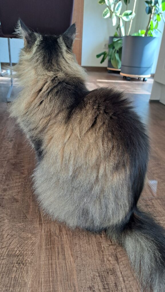 Kater