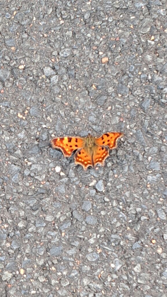oranger Schmetterling auf Asphalt