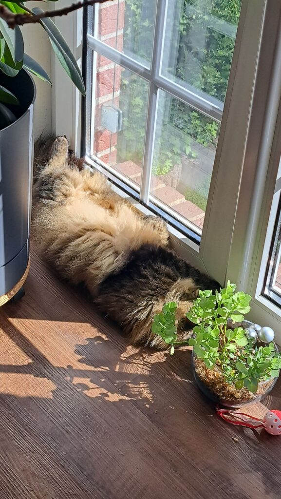 Kater