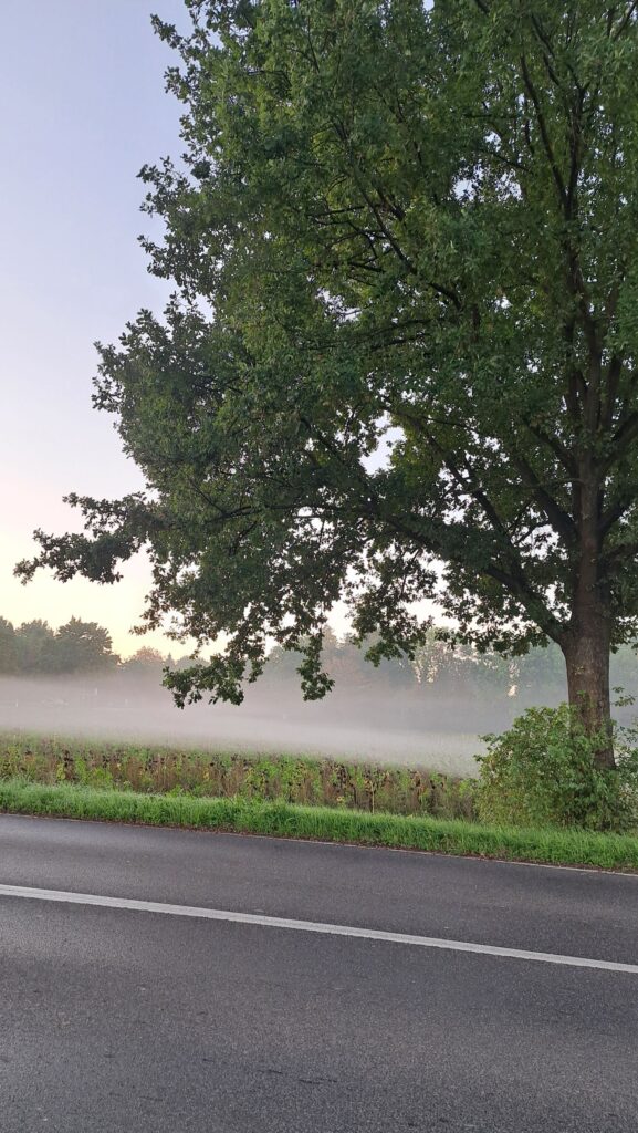 Nebel Strasse Baum